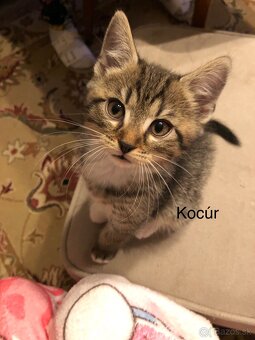 Darujem mačiatka - 2
