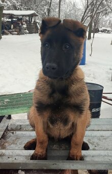 Belgický ovčiak - 2