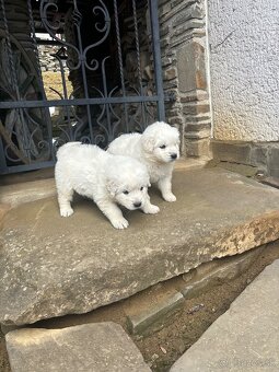 Predám šteniatka - 2