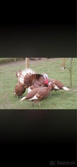 Kúpim Bourbounske morky - 2