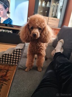 Pudel toy krytie - 2