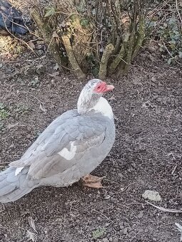 čínske kačice - 2