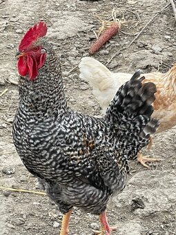 Predám mladé kohuty - eladó kakasok - 2