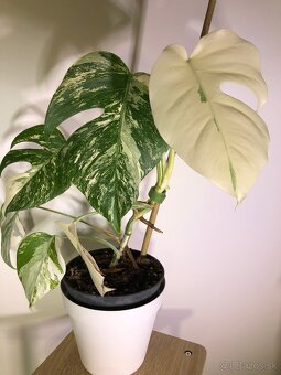 Monstera albo - 2