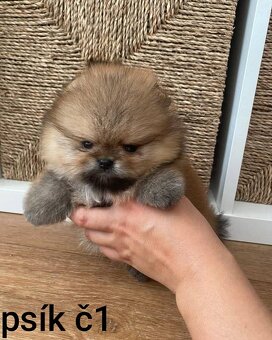 Pomeranian mini Boo - 2