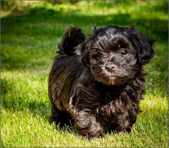 Bichon Havanese šteniatka - 2