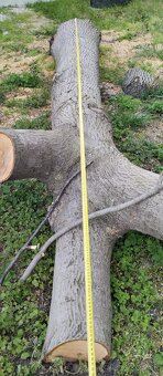 Kmeň stromu Orech - 2