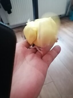 predam mladata rucne rozkrmene-alex.maly lutino - 2