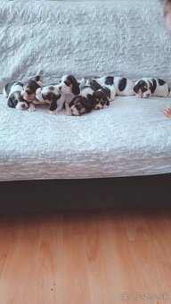 Predám šteniatka Bigl,Beagle,Bigel - 2