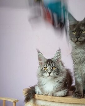 Maine Coon s PP - 2