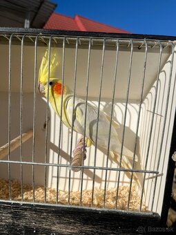 Výstavne korely - 2