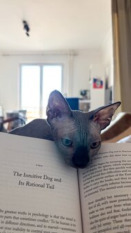 Mačiatko kanadský sphynx bez PP - 2