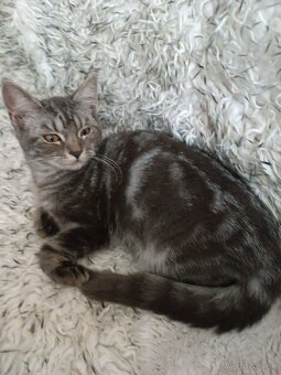 Britske maciatka - 2