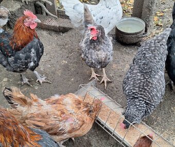 sliepky na polievku 5ks - 2