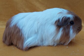 Morčata rôznych plemien - 2