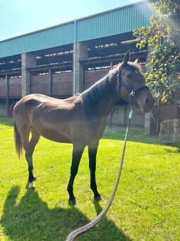 4 ročná kobyla na predaj - 2