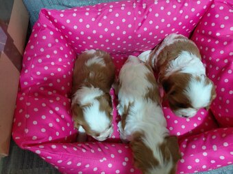 cavalier king charles spaniel - 2