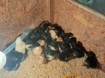 Predám kuriatka - 2