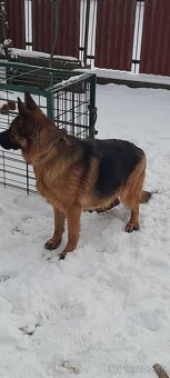 Nemecký ovčiak - 2