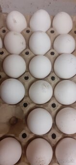 Nasadové vajíčka - 2