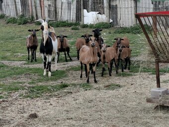 Kozy a kamerunske ovecky - 2