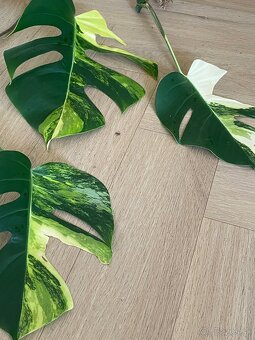 Monstera deliciosa Aurea - 2