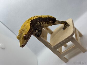 Correlophus ciliatus - 2