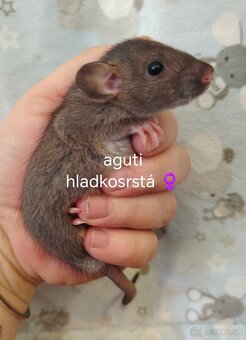Dumbo potkaniky - 2