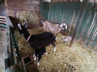 Dojná koza a 2 male - 2