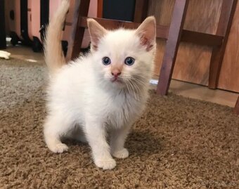 Ragdoll mačiatka - 2