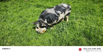 Kune Kune - 2