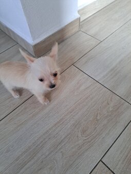 Mini čivava - 2