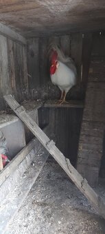 Kohut leghorn - 2