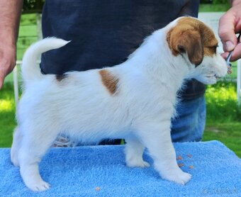 Jack Russell terrier - 2