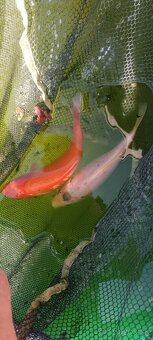 Euro koi - 2