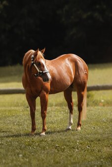 Žrebec. QH reining - 2