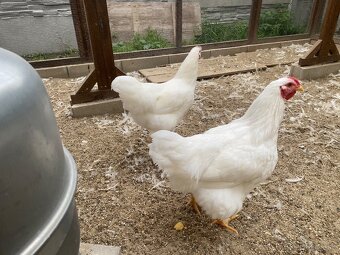 Predám kohútov Oravka biela - 2