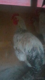 Kohút- Calimero (pán šedý) - 2