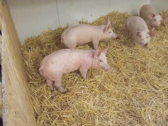 Predam odstavcata - 2