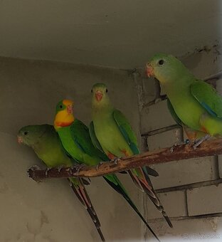 predam 2 barabandou - 2