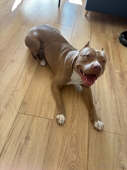 American Bully xl - 2