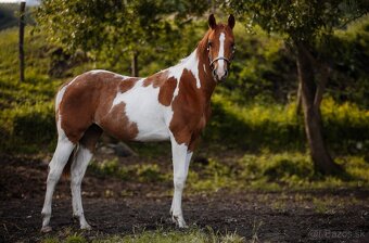 American Paint Horse - 2