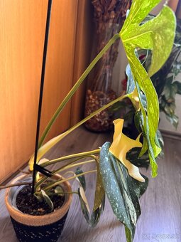 monstera thai s listami halfmoon - 2