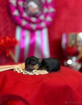 Yorkshire terrier, york - 2
