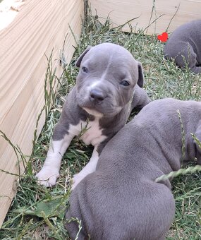 Šteniatka - Americký stafordšírsky teriér (Amstaff, Staford) - 2