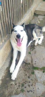 Husky - 2