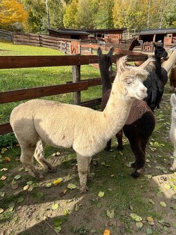 Samička Lama Alpaka - 2