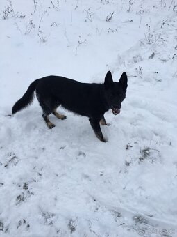 Nemecký ovčiak - 2