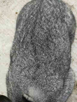 Cinčila Velka - Mäsové plemeno - 2