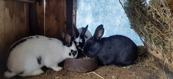 Predám zajace na ďalší chov - 2